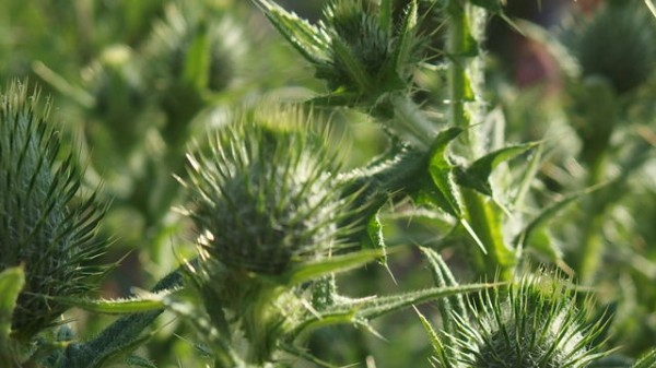 夏薊 なつあざみ 花信風 季節からのたより