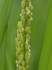 稲 花信風 季節からのたより