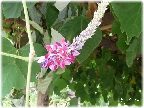 クズ 葛 秋の七草 追記 花信風 季節からのたより