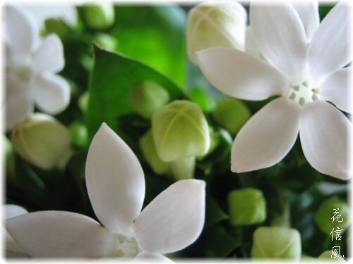 ブバルディア 花信風 季節からのたより ブバルディア 花信風 季節からのたより