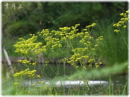 女郎花 おみなえし 花信風 季節からのたより