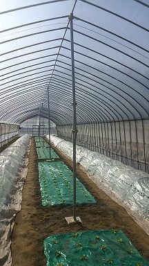 雪対策にビニールハウスに支柱をしました 伊那谷農業日記