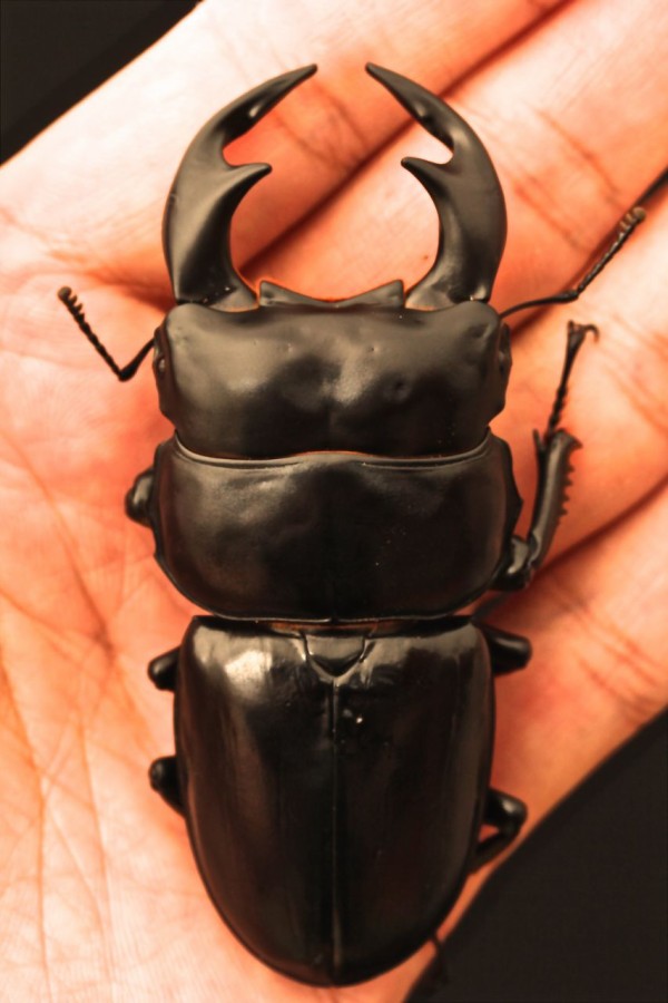 ブータンアンタエウス トンサ産♂83.5mm 単品 アンタエウス ブータンのYahoo!オークション(旧ヤフオク!)の相場・価格