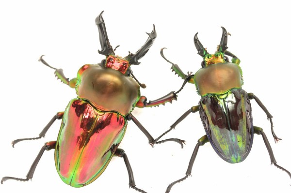 ニジイロクワガタ(ブルー血統)飼育記 羽化個体紹介 : オオカブトの部屋