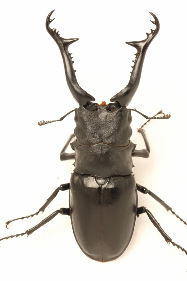 ギラファノコギリクワガタ 超LLサイズ】ギラファノコギリクワガタ114mmペア【ホワイト