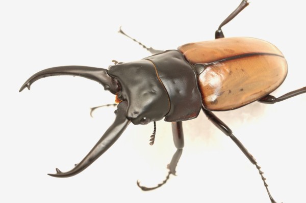 ナカジ ラフェルトノコギリクワガタ ハスタートノコギリクワガタ 2匹