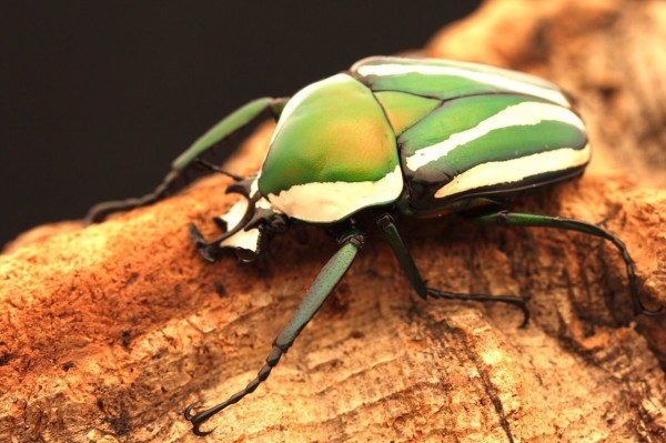 シロスジオオツノカナブン シロヘリオオツノカナブン 飼育記 オオカブトの部屋