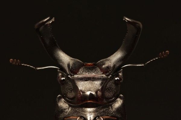 マキシカクワガタ飼育記 : オオカブトの部屋