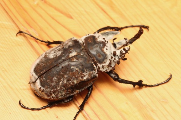 アクティオンゾウカブト飼育記 羽化ラッシュ : オオカブトの部屋