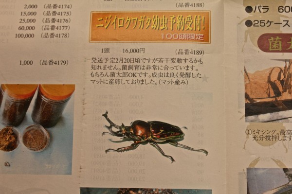 カブト・クワガタ専門誌 紹介 : オオカブトの部屋