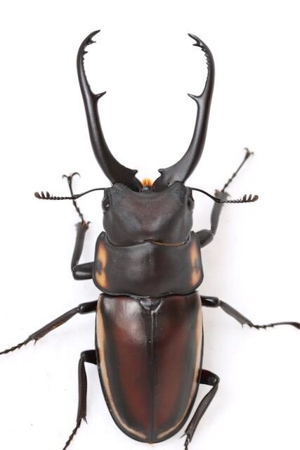 デキピエンスノコギリクワガタ飼育記 : オオカブトの部屋