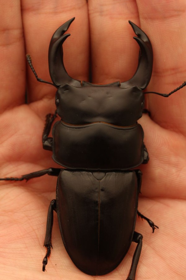 koijinkunn様とお話し中‼️】オオクワガタ【オススメ川西個体】