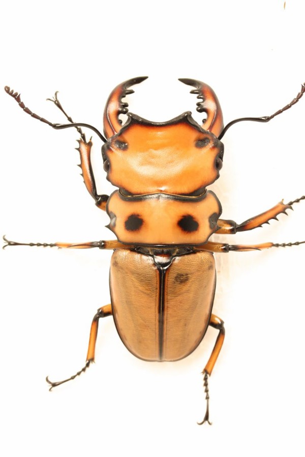 コンゴ産 ジョンストンメンガタクワガタ 53mm 【公式通販】