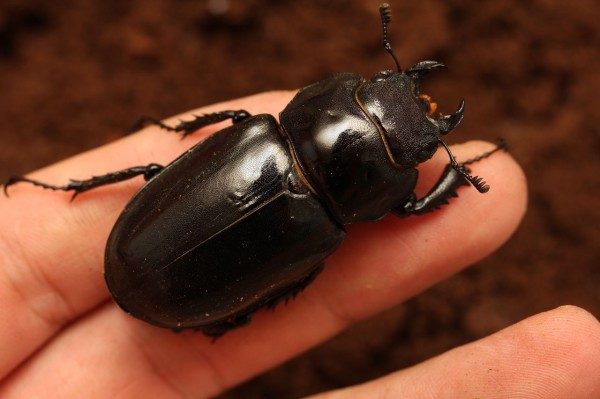 ユダイクスミヤマクワガタ飼育記 羽化 : オオカブトの部屋