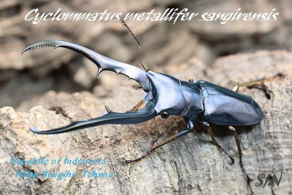 ニジイロクワガタ(ブルー)飼育記 : オオカブトの部屋