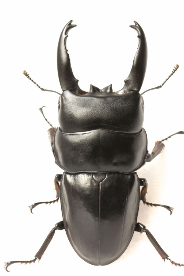 アルキデスオオヒラタ飼育記 : オオカブトの部屋