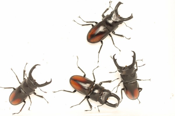 マキシカクワガタ飼育記 : オオカブトの部屋