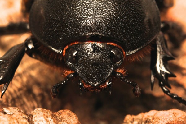 マヤシロカブト飼育記 : オオカブトの部屋