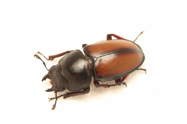 ウムハンノコギリクワガタ飼育記 : オオカブトの部屋