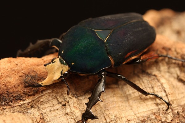 ウガンデンシス飼育記 : オオカブトの部屋