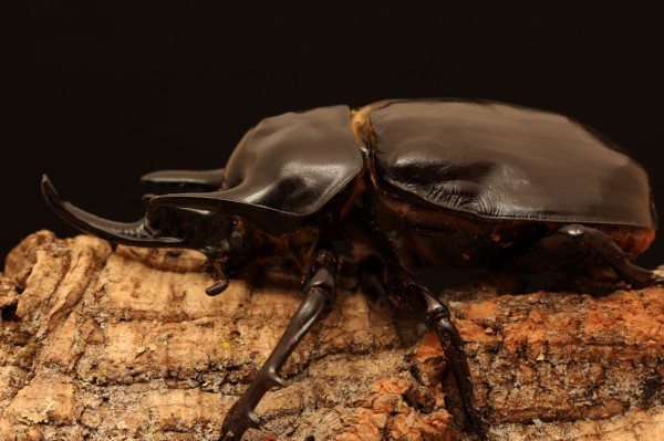 アクティオンゾウカブト飼育記 : オオカブトの部屋