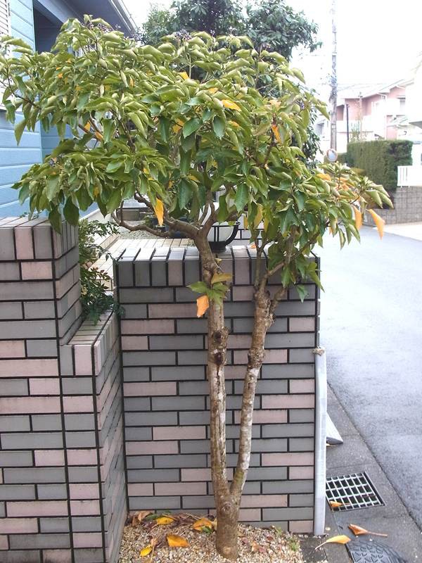 自宅の庭木 1 カクレミノ13 12 19 Sinichi245のblog