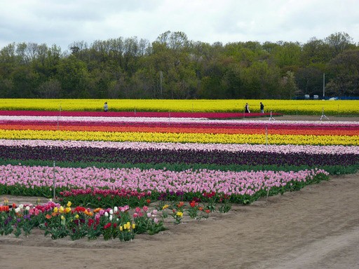胎内市チューリップフェスティバル M K Blog Livedoor