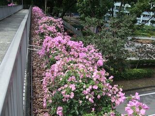 歩道橋に植えられた花 ブーゲンビリア シンガポールねた