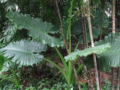 大きな葉っぱ エレファントイアー プラント Elephant Ear Plant シンガポールねた