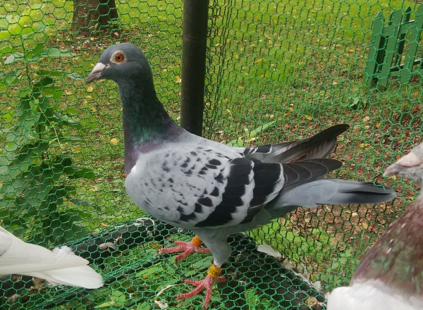 日本鳩レース協会作出鳩 レース鳩 白い鳩でレースに挑戦