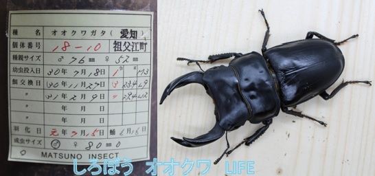 初めてのマツノインセクト 2020種親補強！！ : ZEROから始めるオオクワLIFE