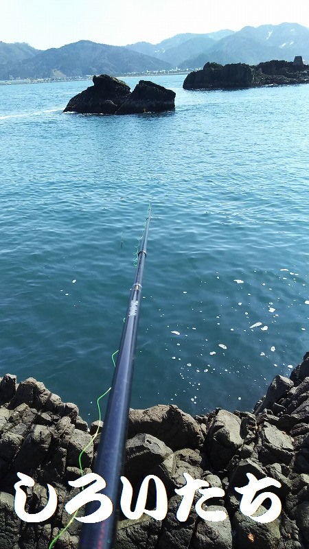香住２０１８年３月の２日目 釣りする しろいたち