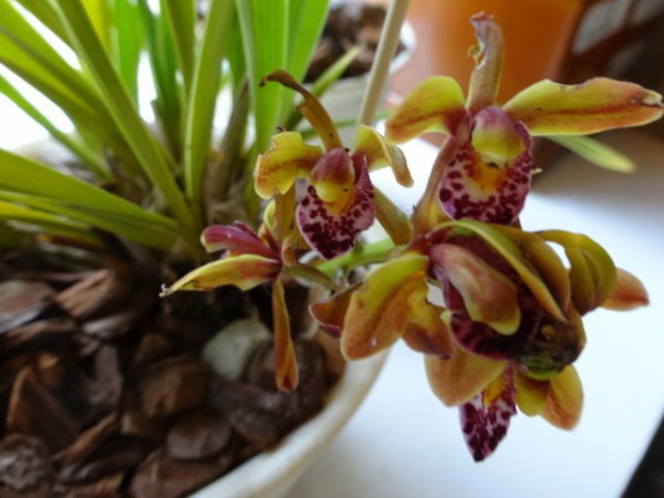 30~花の咲くキンリョウヘンランの育て方(重要な追記 30~花の咲くキンリョウヘンランの育て方(重要な追記