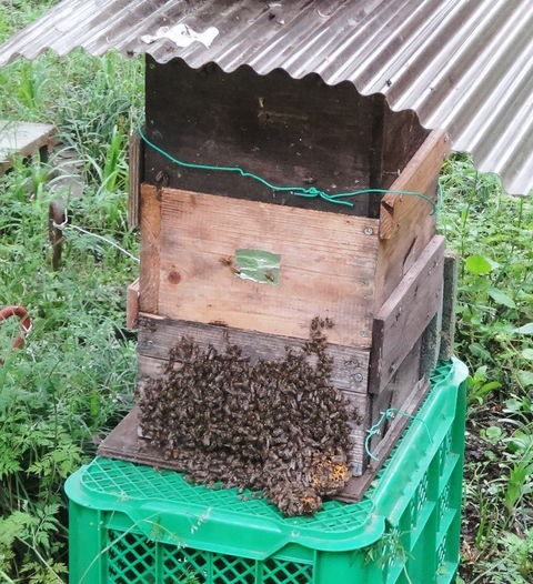 ② 分蜂群を絶対に逃がさない取込方法(改定) : ニホンミツバチが住める里山を育てる会