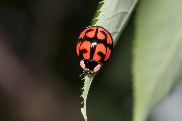 大量発生でした 今日も師匠が撮れと言う