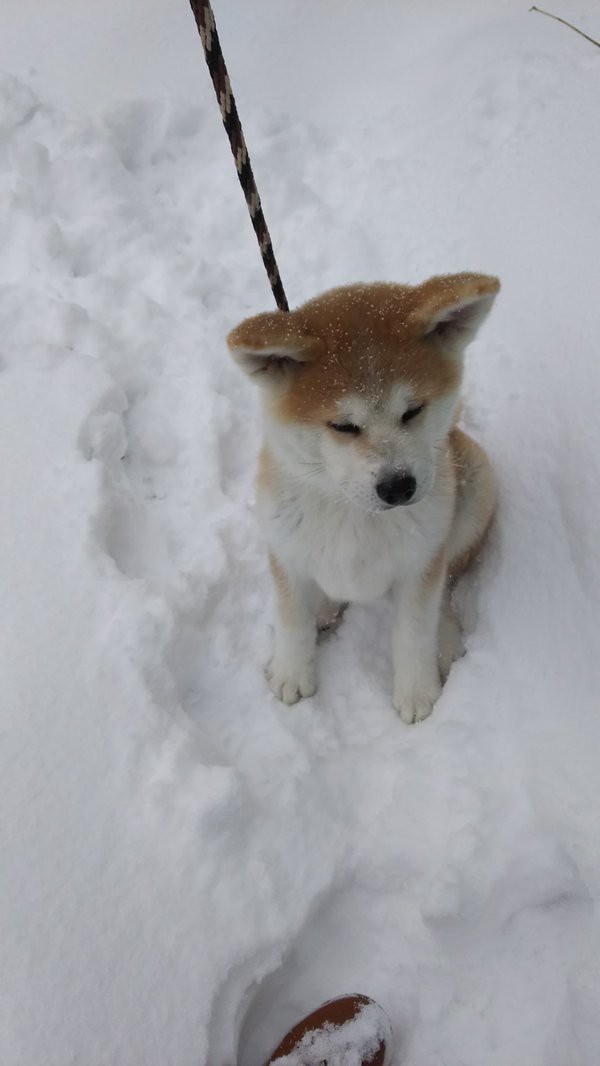 犬 画像 壁紙 待ち受け その11 30枚 壁紙 画像 待ち受け速報 高屋敷 犬 画像 壁紙 待ち受け その11 30枚 壁紙 画像 待ち受け速報 高屋敷