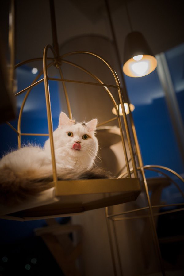 猫 画像 壁紙 待ち受け その25 30枚 壁紙 画像 待ち受け速報 高屋敷