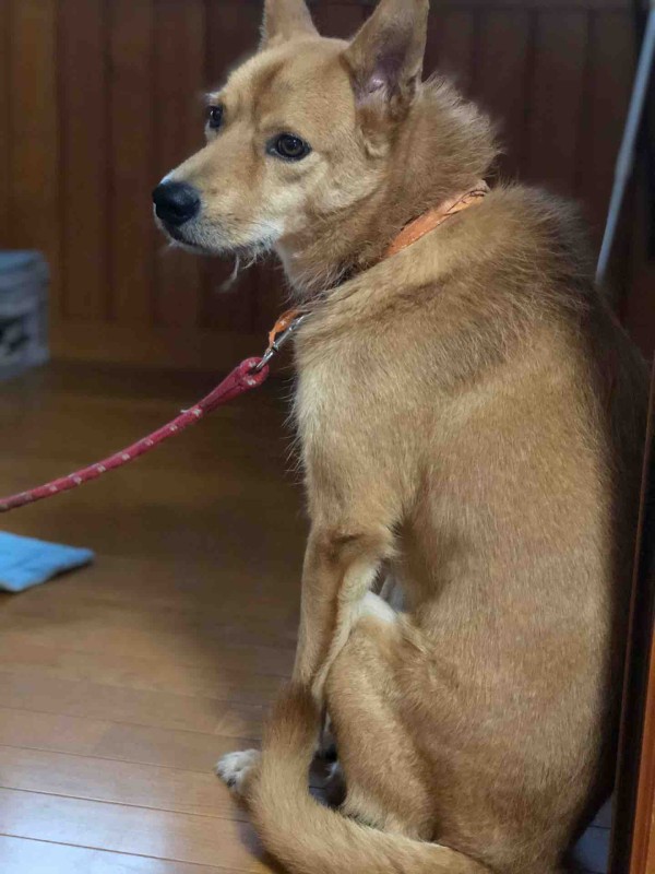 雷嫌いの犬 スケッチブック