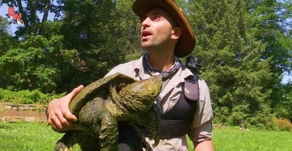 コヨーテさん あんたはすげぇよ 巨大なカミツキガメを素手で捕獲 どうぶつびより