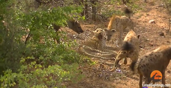 日頃の鬱憤を発散 年老いたヒョウをいじめる ハイエナの群れ どうぶつびより