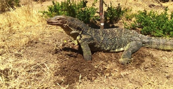 これが野生の知恵か 巨大なトカゲが地中のネズミをパックンチョ どうぶつびより