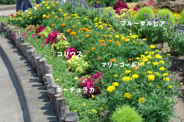 夏の花をあっせんします 仙台市 緑化推進事業 夏の花をあっせんします 仙台市 緑化推進事業