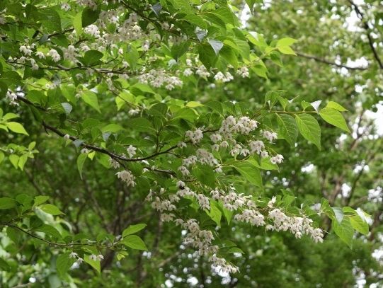 森のようす 平成30年5月下旬 樹木編 青葉の森緑地