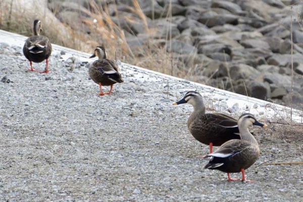 令和4年1月のイベント情報 : 海岸公園センターハウス