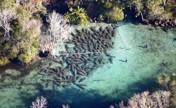 排水溝にマナティの大群が詰まって大惨事に 画像あり いってよしニュース