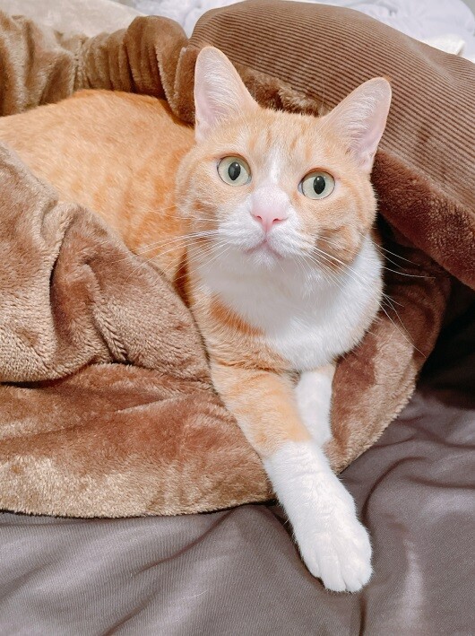腰をもむ猫 ミミオレ Powered By ライブドアブログ 腰をもむ猫 ミミオレ Powered By ライブドアブログ