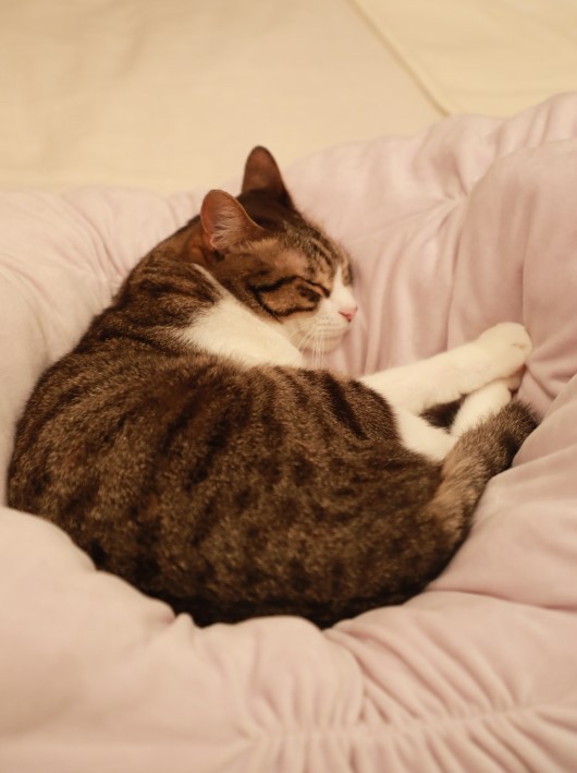 二枚重ね ミミオレ Powered By ライブドアブログ