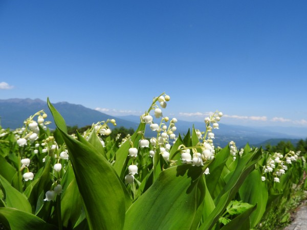 入笠山に登る 自生の日本すずらんの群生 満開のズミの花 Terrace テラス