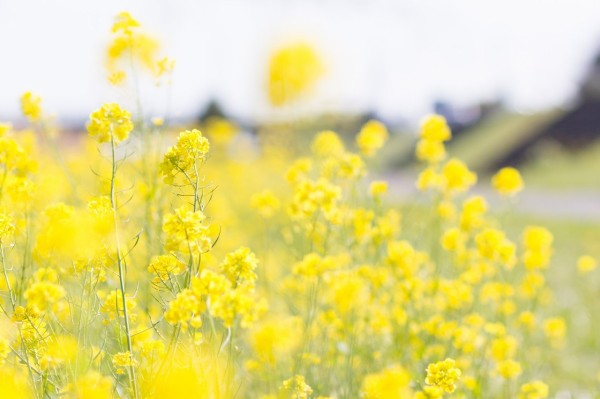 菜の花 を英語で言うと どうしてrape Flower レイプフラワー なの 超絶 厳選 ニュースまとめch