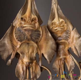 エイのレントゲン写真が神々しすぎるwwwwwwww もくかつブログ